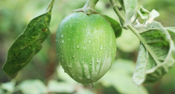 Придане для розсади: еко-технологія вирощування розсади перцю та баклажанів  