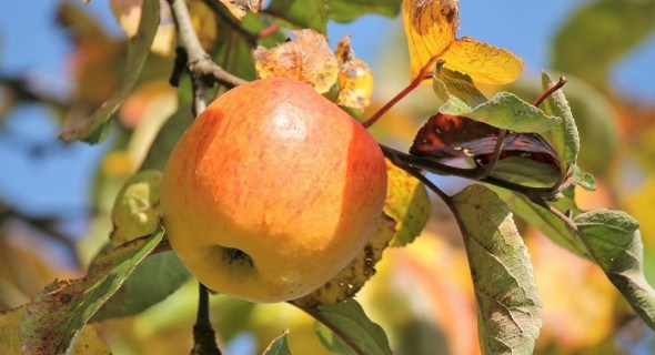 Комплекс "вправ" для здоров'я саду: заходи, потрібні восени для захисту плодових дерев 