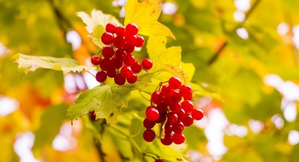 Під холодним сонцем: лікувальні властивості коренів та плодів, зібраних восени 