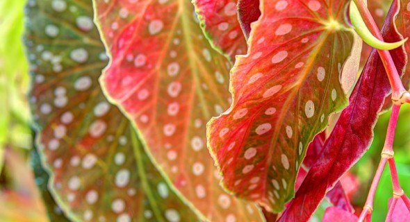 Пістряве листя бегоній: вибираємо декоративні кімнатні рослини  
