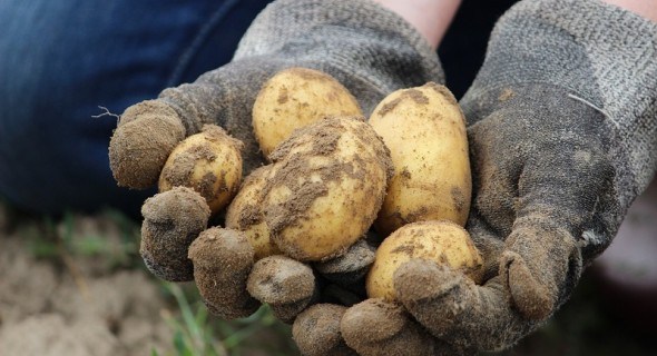 Для підвишення врожаю: як облаштувати крапельне зрошування картоплі 