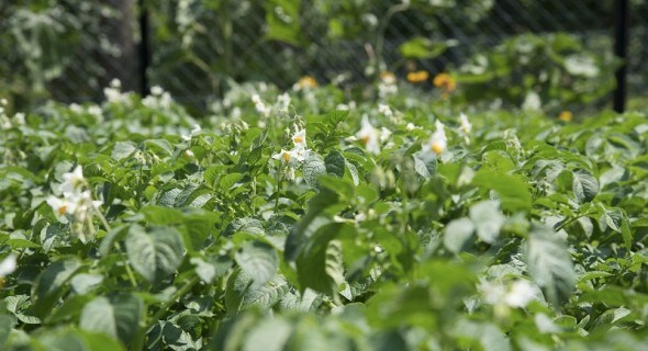 Корисно для сортозбереження: переваги літньої посадки картоплі 