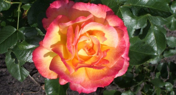Кущові троянди: популярні сорти та декоративна цінність  