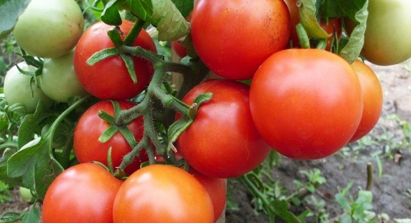 Високе зібрання: коллекція продуктивних сортів помідорів 