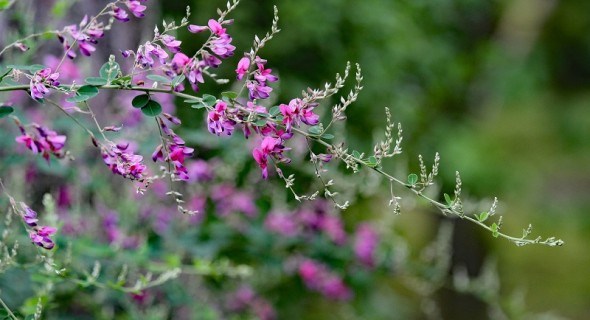 Рожеві та фіолетові "метелики": екзотична леспедеца двобарвна у садибі 