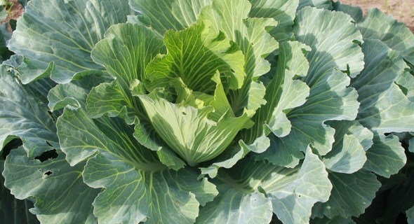 Здорова городина для кожної родини: як розпізнати нестачу поживних речовин у овочів та коренеплодів