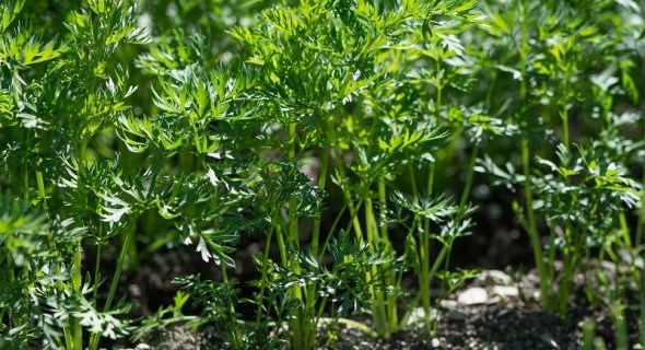 Сходи можна поквапити: 5 способів стимулювати проростання насіння зонтичних культур 