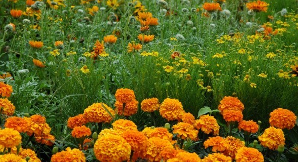Помаранчевий сад: яскраві квіти для садиби 