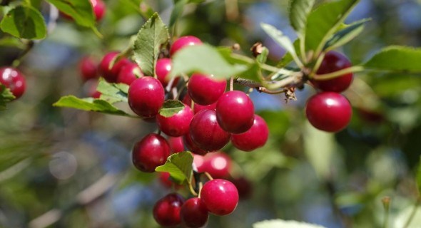 Слаборослий вишневий сад: компактний та врожайний 
