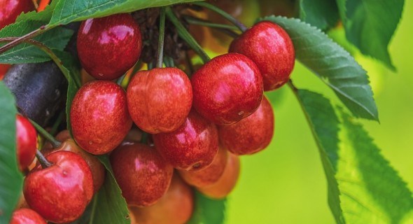 "Пташина" ягода: цілющі властивості та смакові якості черешні 