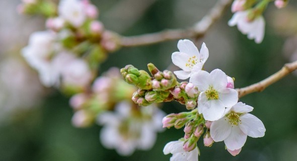 Пора цвітіння: календар роботи для садоводів та виноградарів у квітні 
