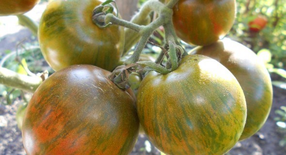 Солодкий сюрприз: досвід вирощування улюбленого сорту помідорів 