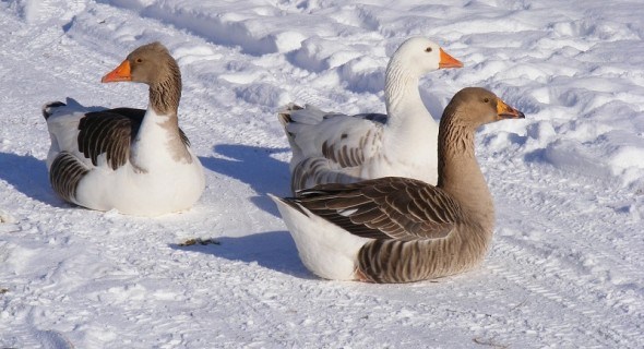 Як доглядати за гусями взимку: готуємося до інкубаційного сезону у свійської птиці 