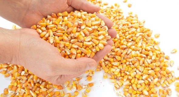 Золотий скарб з Нового світу: вирощуємо цукрову кукурудзу  