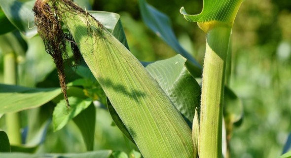 Щоб качани були смачні: захист цукрової кукурудзи від хвороб 