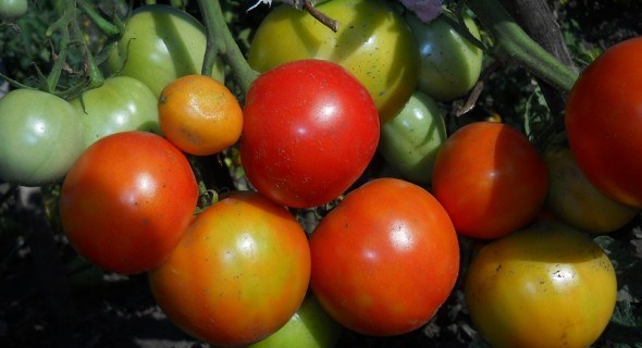 Рятівне дозарювання: як зібрати та зберегти врожай помідорів у несприятливих умовах