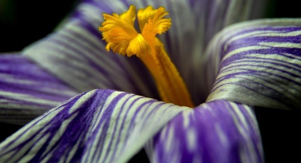 Натуральні рослинні барвники: шафран і сафлор красильний у садибі 