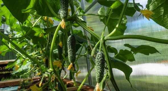 Огірки на висоті: досвід вирощування на грядках-шпалерах 