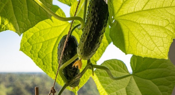 Надійна опора для ліан: досвід вирощування огірків на стаціонарній арці 