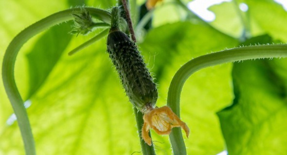 Агротехніка огірка у відкритому грунті: мульчування, полив, проріджування та збирання зеленців