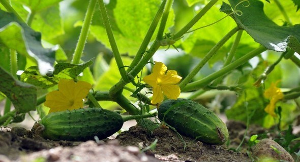 Для врожайного літа: календар роботи для городників у червні 