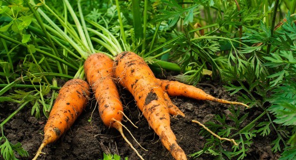 Технология выращивания моркови: правильный уход — залог успеха