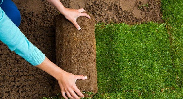 10 «вредных советов» по украдке рулонного газона : как наверняка погубить газон