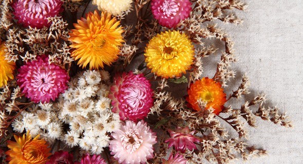 ТОП-6 универсальных сухоцветов: выращивание и создание декоративных композиций