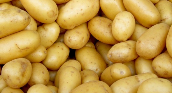 Парша картоплі - 5 способів уберегти врожай