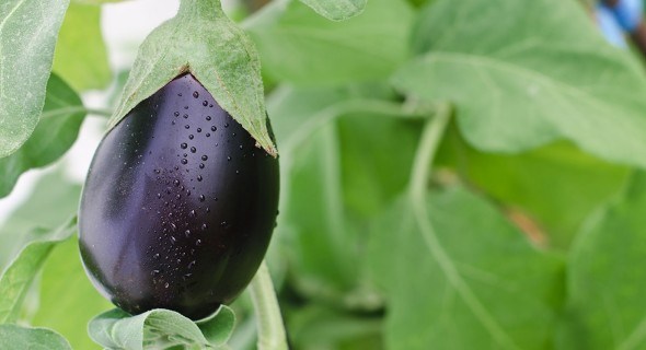 Всі секрети вирощування баклажана: від насіння — до плодів