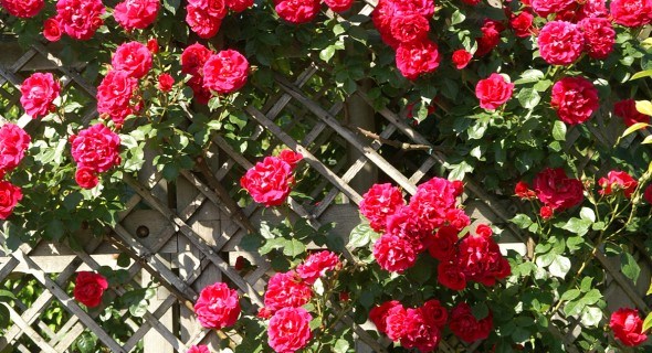 4 найкращі сорти плетистих троянд