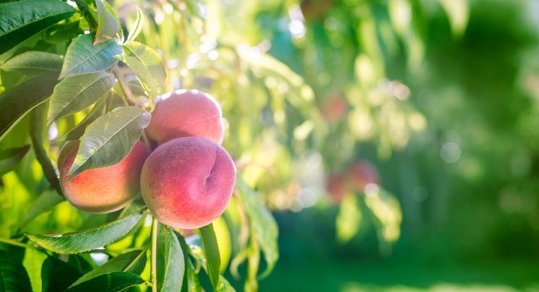 Утепляй и властвуй: подготовка персикового сада к зиме