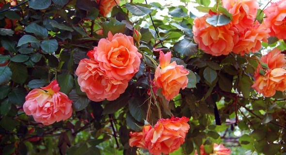 Найкращі сорти паркових троянд: красиві та витривалі