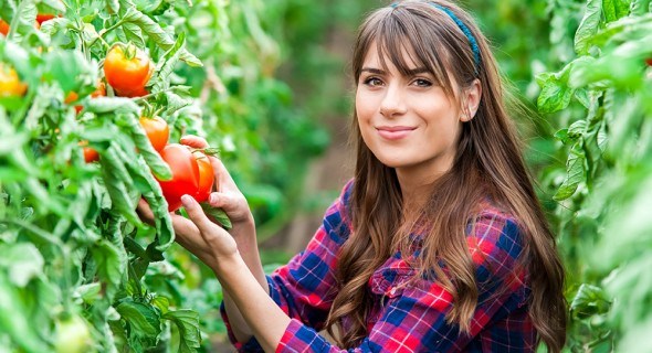 Без «мелочей» нет урожая: 5 советов по выращиванию томатов
