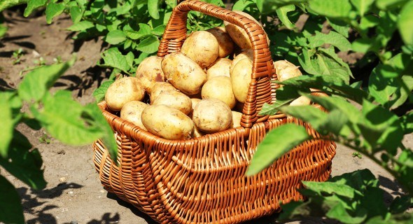 Как получить высокий урожай картофеля в засушливый год