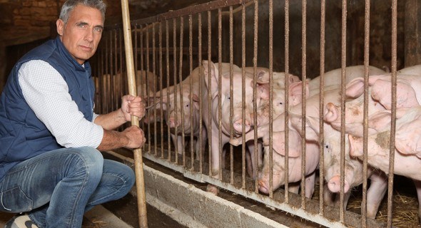 Инфекционные болезни свиней: распознаем и предотвращаем 
