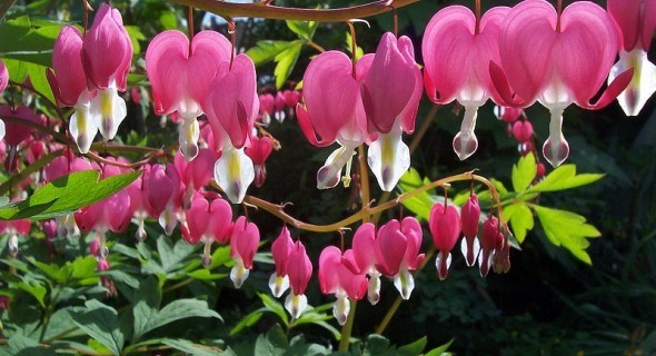 Квітка розбитого серця: особливості вирощування декоративних видів дицентри у садибі 