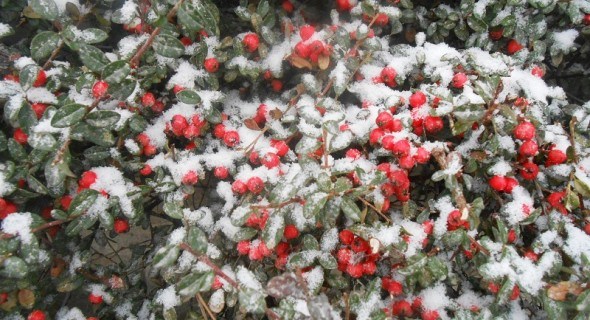 Яскраві ноти зимового саду: рослини, які зберігають декоративність в холодну пору року  