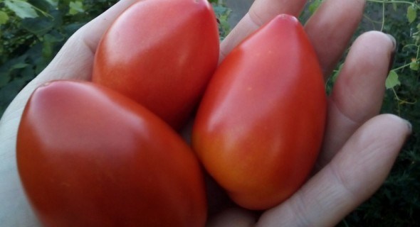 Дивовижні гноми: досвід вирощування сортів помідорів серії Dwarf