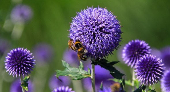 Секрет, відомий бджолам: цілющі властивості мордовника кулястого 