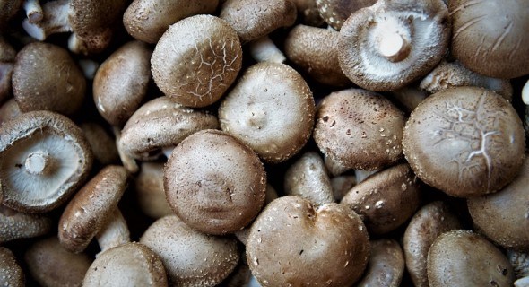 Еліксир життя: інтенсивна технологія вирощування грибів шіїтаке 