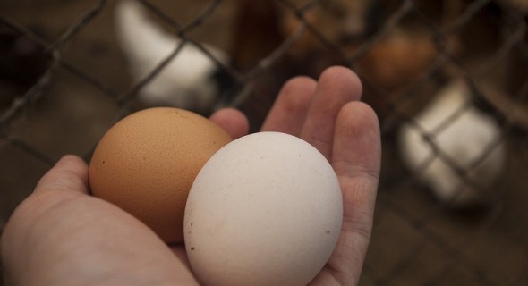Важливий показник: якою має бути яєчна продуктивність курки-несучки 