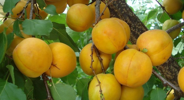 Почнемо знову: перещеплення дерев абрикоса та персика для підвищення врожайності рослин