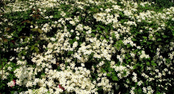 Греют душу белые цветы: лучшие сорта клематисов