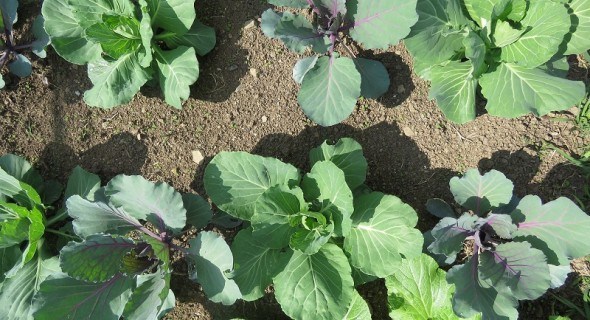Городні основи: як правильно висадити на грядки розсаду овочів 