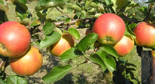 Фитофтороз яблони