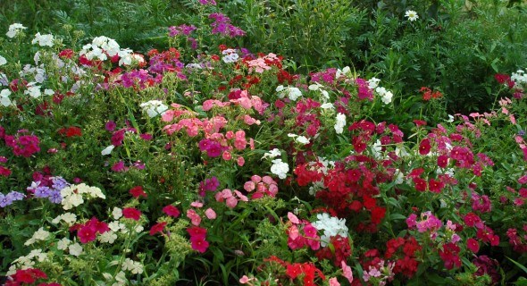 Хай літо буде нескінченним: обираємо рослини для посіву у квітники 