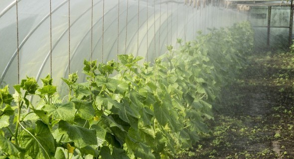 Спеціальні рішення для вирощування овочів у закритому ґрунті    