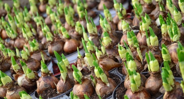 Квітник, вирощений з цибулинки: основи вегетативного розмноження цибулинних культур 