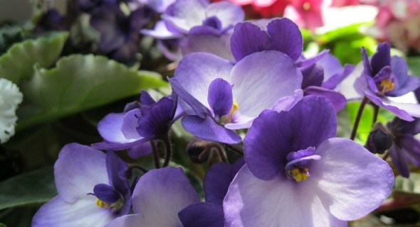 Фіалковий квіт: догляд за сенполіями в зимовий період 